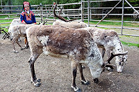 Vorschaubild: Lappland - Rentierfarm Züchter mit seinen Tieren