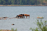 Vorschaubild: Skandinavische Impressionen badende Kühe am Vänern