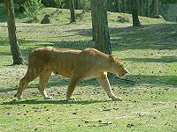 Vorschaubild: Safari Camping in Hilvarenbeek Freilaufende Raubkatzen hinter Zäunen und Glasscheiben