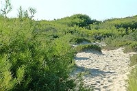 Vorschaubild: Camping Riva di Ugento in Ugento Düne vor dem Strand