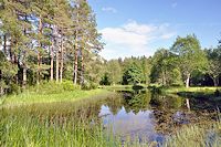 Vorschaubild: Hagens Camping in Vrigstad Angelteich