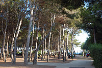 Vorschaubild: Camping Tamarit Park in Tarragona-Tamarit Einfache Stellplätze unter Pinien