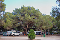 Vorschaubild: Camping Tamarit Park in Tarragona-Tamarit Schattenplätze im Wald