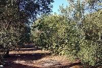 Vorschaubild: Apulien riesiger Olivenhain