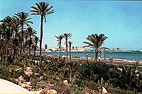 Vorschaubild: Ausflug entlang der Küste nach Süden in die Palmenregion um Alicante Unter den Palmen taucht die Skyline von Alicante auf.