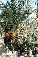 Vorschaubild: Ausflug entlang der Küste nach Süden in die Palmenregion um Alicante Noch nie haben wir solche Palmen gesehen und so viele auf einmal.