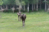 Vorschaubild: Schwedische Elche im Skullaryd Älgpark