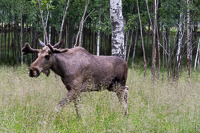 Vorschaubild: Schwedische Elche Älgriket in Yttre Källehult