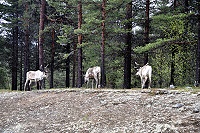 Vorschaubild: Rentiere 1 Rentiere in Lappland