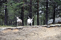 Vorschaubild: Rentiere 1 Rentiere in Lappland