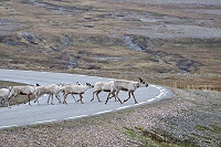 Vorschaubild: Rentiere 1 Rentiere in Lappland