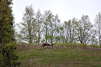 Vorschaubild: Rentiere 1 Rentiere in Lappland