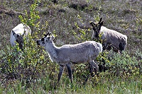 Vorschaubild: Rentiere 1 Rentiere in Lappland