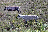 Vorschaubild: Rentiere 1 Rentiere in Lappland