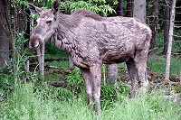 Vorschaubild: Elchsafari Mama-Elch