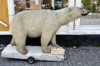 Vorschaubild: Bildimpressionen Eisbär in Tromsö