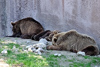 Vorschaubild: Ähtäri Zoo Camping 