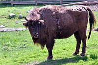 Vorschaubild: Ähtäri Zoo Camping 