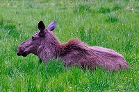 Vorschaubild: Ähtäri Zoo Camping 