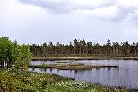 Vorschaubild: im schwedischen Lappland Sumpflandschaft