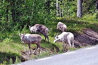 Vorschaubild: im schwedischen Lappland Unterwegsbekanntschaft