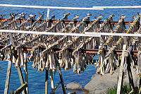 Vorschaubild: Noch mehr Lofoten Stockfisch auf Scata