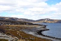 Vorschaubild: durch den Norden Norwegens vierbeinige Besucher