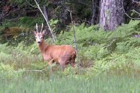 Vorschaubild: Mitsommerzeit in Schweden ein Reh schaut zu