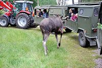 Vorschaubild: Besuch bei den Königen der Wälder die Elchsafari