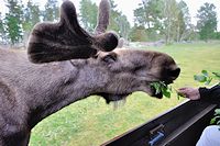 Vorschaubild: Besuch bei den Königen der Wälder der scheue Waldkönig