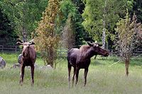 Vorschaubild: Besuch bei den Königen der Wälder wer betrachtet wen?