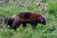 Vorschaubild: Besuch bei den Königen der Wälder der seltene Vielfraß