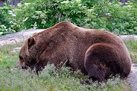 Vorschaubild: Besuch bei den Königen der Wälder mächtiger Braunbär