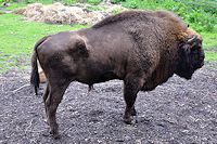 Vorschaubild: Besuch bei den Königen der Wälder riesiger Büffel