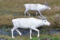 Vorschaubild: Skandinavische Impressionen überall Rentiere