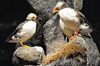 Vorschaubild: Skandinavische Impressionen arktische Vogelwelt