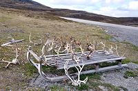 Vorschaubild: Skandinavische Impressionen in der Heimat der Nordmänner