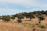Vorschaubild: Sardinische Impressionen Landschaft im Landesinneren