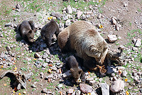 Vorschaubild: Orsa Bärenpark Bärenmama und ihre Kleinen