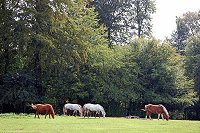 Vorschaubild: Luxemburg Reitstall am Campingplatz