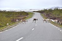 Vorschaubild: Vildmarksvägn wieder Fjellbewohner