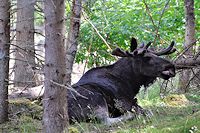 Vorschaubild: Elche Elch in Vrigstad Älgpark