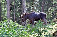 Vorschaubild: Elche Elch in Vrigstad Älgpark