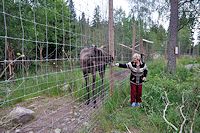 Vorschaubild: Elche Elch in Vrigstad Älgpark