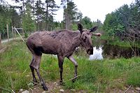 Vorschaubild: Elche Elch in Vrigstad Älgpark