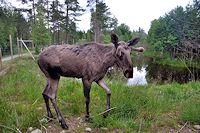 Vorschaubild: Elche Elch in Vrigstad Älgpark