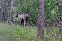 Vorschaubild: Elche Elch in Vrigstad Älgpark