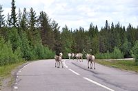 Vorschaubild: Bildimpressionen Arjeplogsvägen